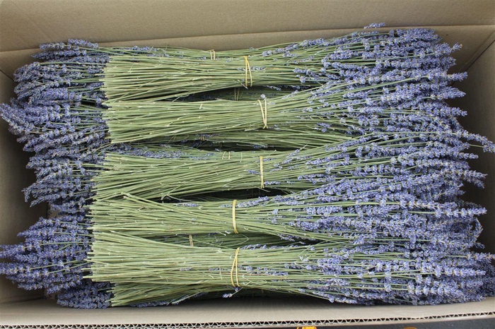 <h4>Lavendel Dried Super Blue 100 Gram</h4>
