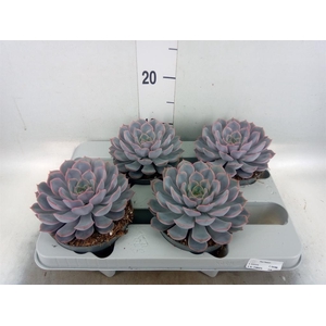 Echeveria  'Orion'