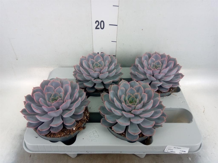 <h4>Echeveria  'Orion'</h4>