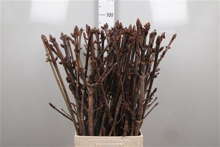 <h4>Aesculus Hippoc Tak</h4>