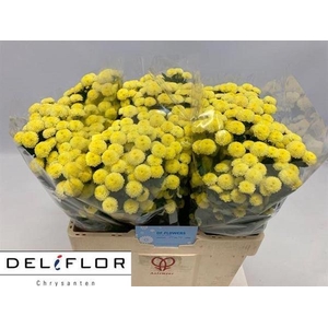 CHR SAN PIZARRO YELLOW