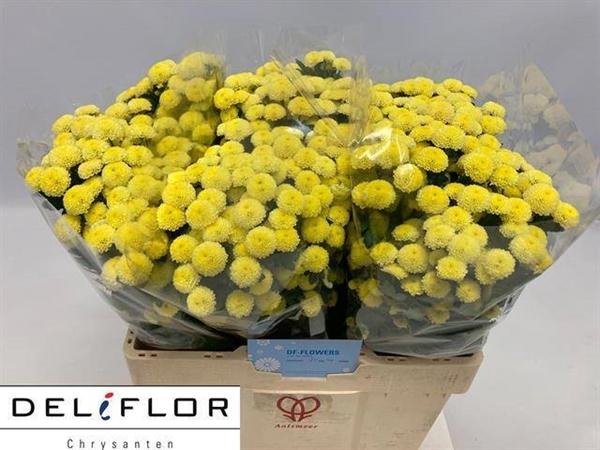 <h4>CHR SAN PIZARRO YELLOW</h4>