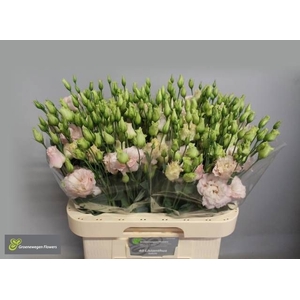 EUS G CHAC SOFT PINK