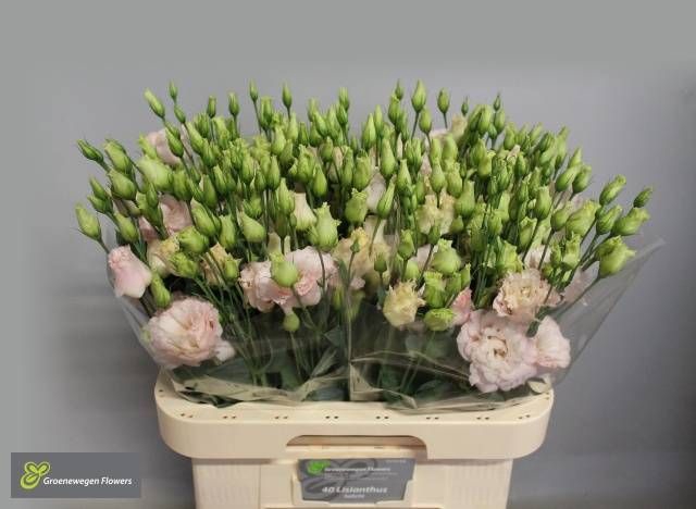 <h4>EUS G CHAC SOFT PINK</h4>
