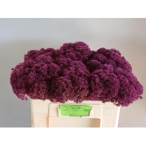 ALLIUM OV
