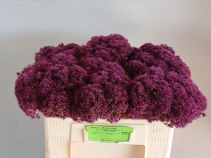 <h4>ALLIUM OV</h4>