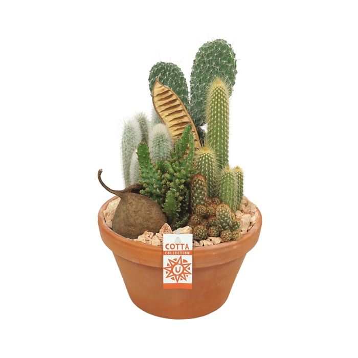 <h4>Cactus arrangement in 27 cm 'Terracotta Schaal'</h4>