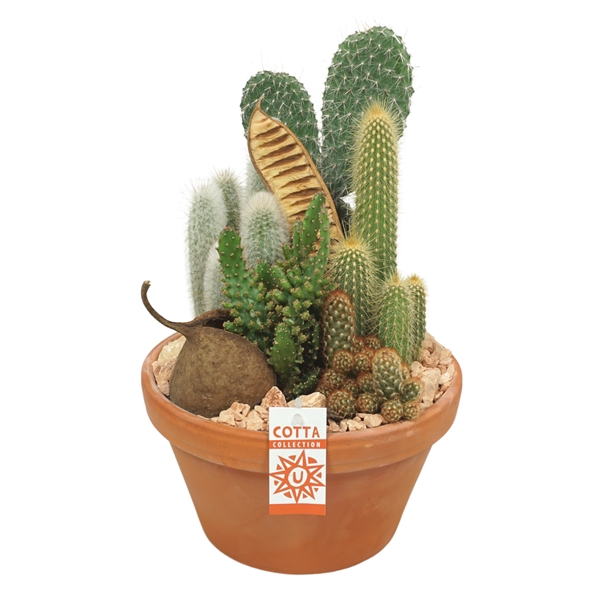 Cactus arrangement in 27 cm 'Terracotta Schaal'