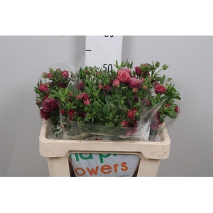 Ran Magical Raspberry