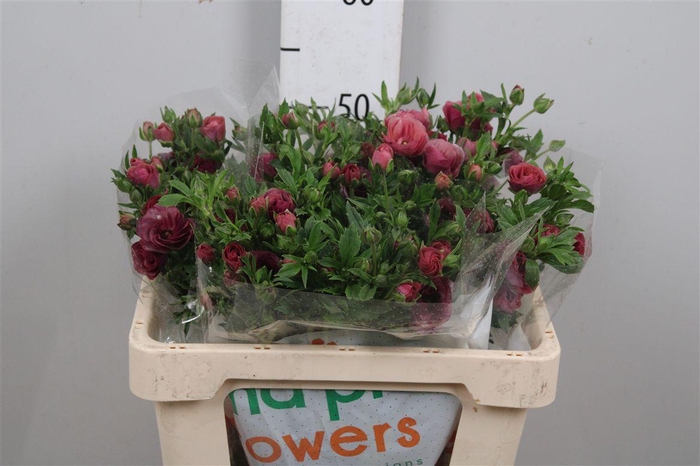 Ran Magical Raspberry