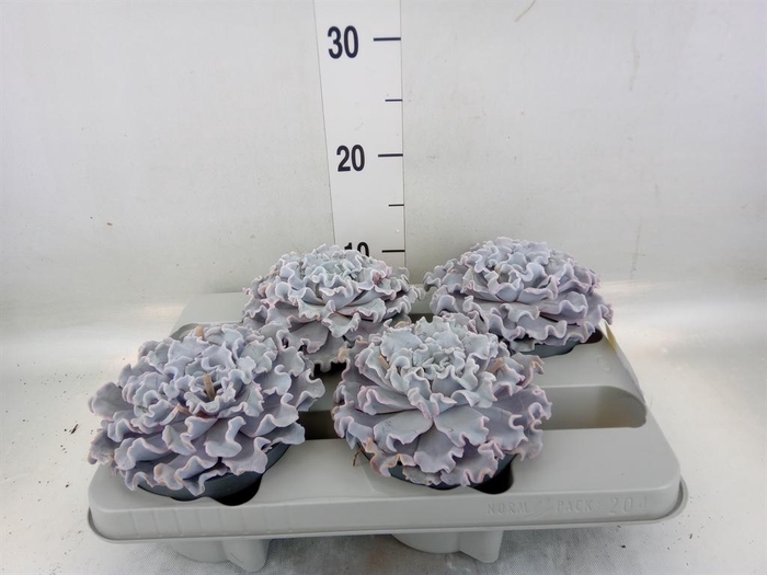 <h4>Echeveria   ...</h4>