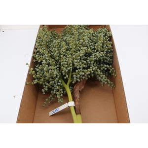 DATTERI VEGETALI 3,5 KILO 4 KILO