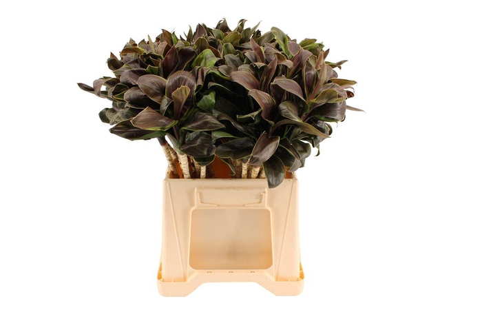 <h4>Cordyline Compacta Groen</h4>