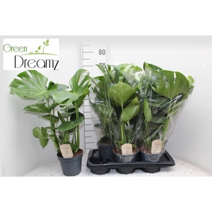 MONSTERA DELICIOSA