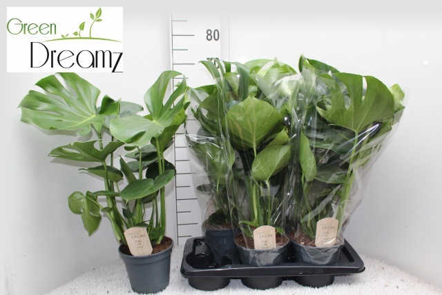 <h4>MONSTERA DELICIOSA</h4>
