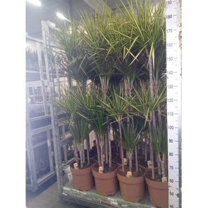 Dracaena   ...mix