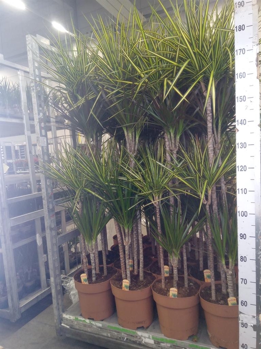 <h4>Dracaena   ...mix</h4>