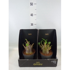 Adenium NB 'Ansu Baobab'