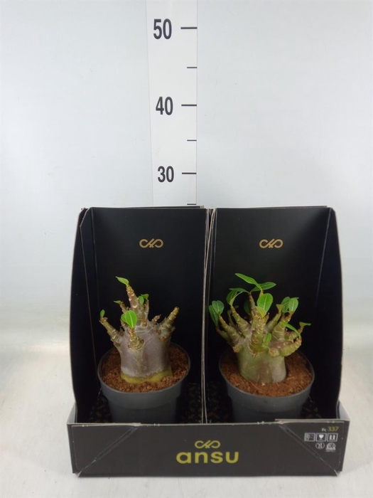 <h4>Adenium NB 'Ansu Baobab'</h4>