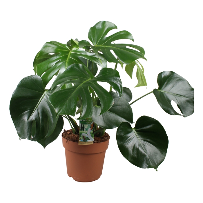 <h4>Monstera Deliciosa</h4>