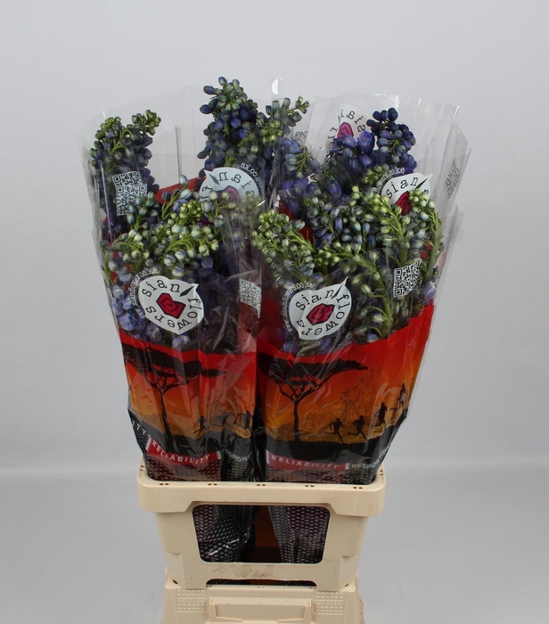 <h4>DELPH DU GUARD BLUE</h4>