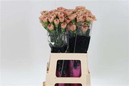 <h4>Di St Honey</h4>