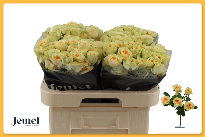 <h4>R TR BANDOLERO Water</h4>