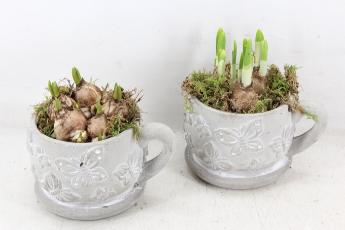 <h4>arr4 Bollenmix JS - Ker. mok vlinder</h4>