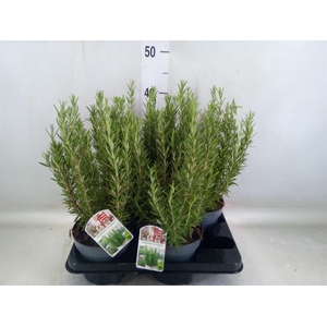 Rosmarinus officinalis   ...