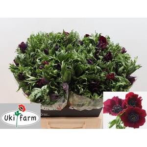 ANEM CO GALIL BORDEA