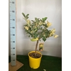 Citrus medica