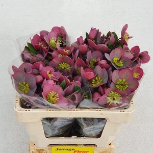 HELL FRK PIPPAS PURP