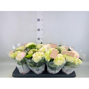 Hydrangea mac. 'Hi Diamond'