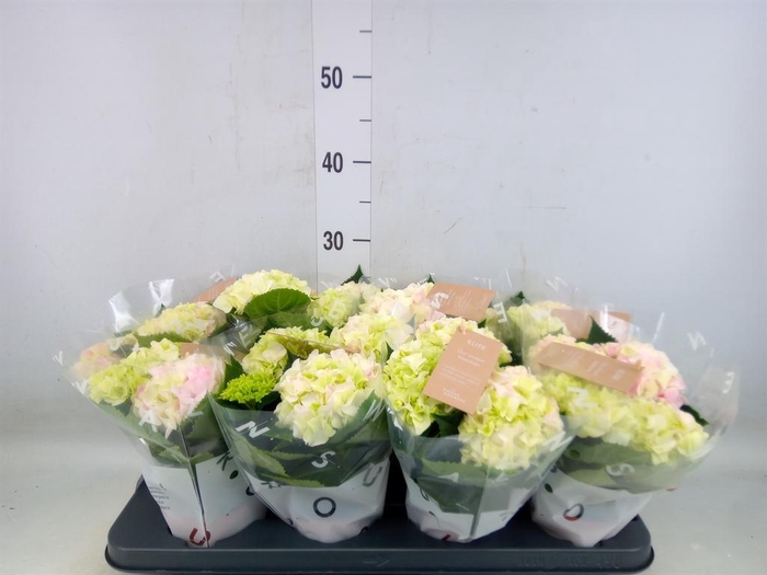 <h4>Hydrangea mac. 'Hi Diamond'</h4>