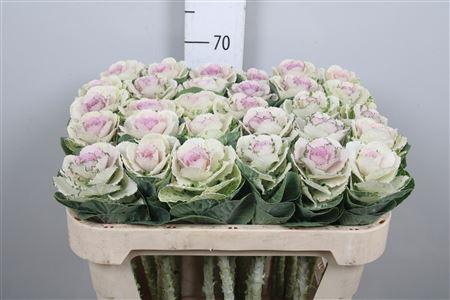 <h4>Brass Empire Anna</h4>