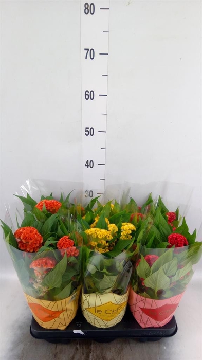 <h4>Celosia arg. CR 'Twisted'   ...mix</h4>