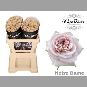 R GR NOTRE DAME+ x20