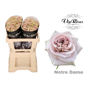 R GR NOTRE DAME+ x20