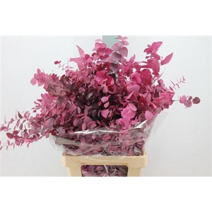 Euca Stuartiana Stabilizzata Purple