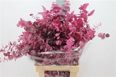 <h4>Euca Stuartiana Stabilizzata Purple</h4>