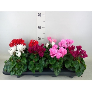 Cyclamen KL 'Carino'