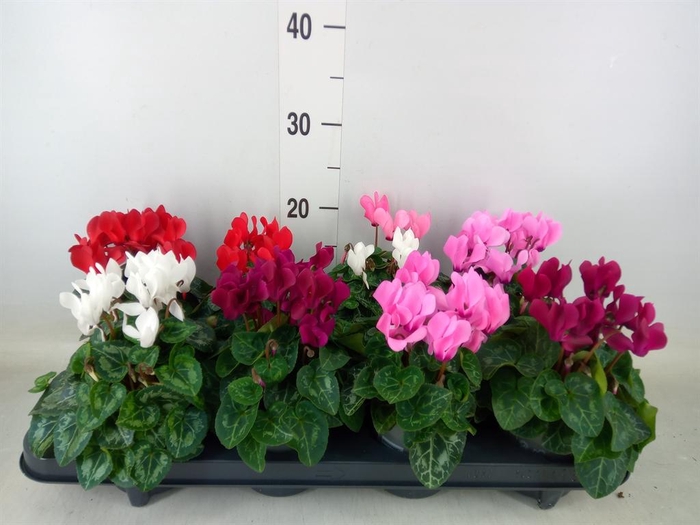 <h4>Cyclamen KL 'Carino'</h4>