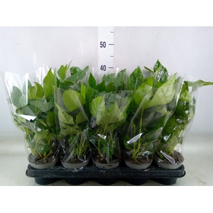 Fatsia japonica   ...