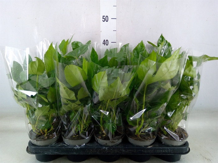 <h4>Fatsia japonica   ...</h4>