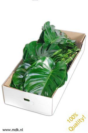 <h4>Monsterablad Quality Greens Doos</h4>