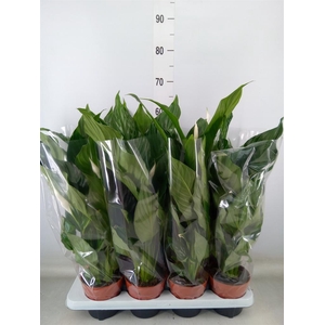 Spathiphyllum  'Sweet Chico'