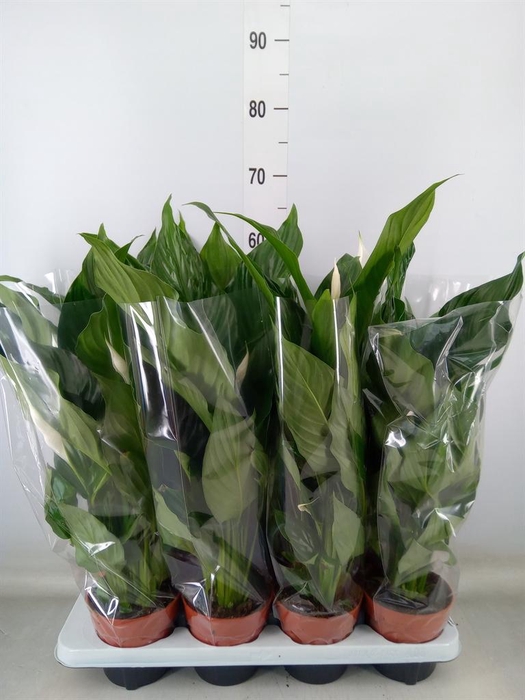 <h4>Spathiphyllum  'Sweet Chico'</h4>