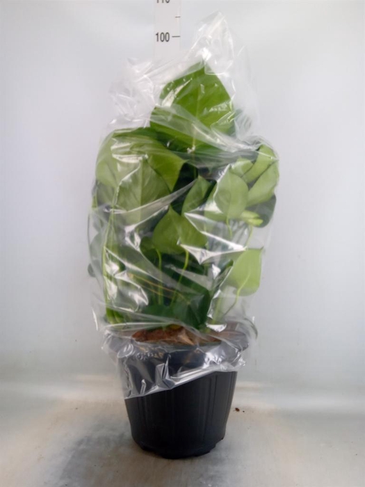 <h4>Monstera delic.</h4>