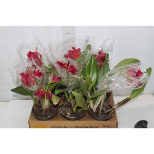 ORQ. CATTLEYA P15 MIN 3 FLS