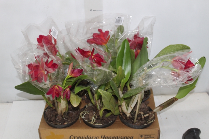 <h4>ORQ. CATTLEYA P15 MIN 3 FLS</h4>